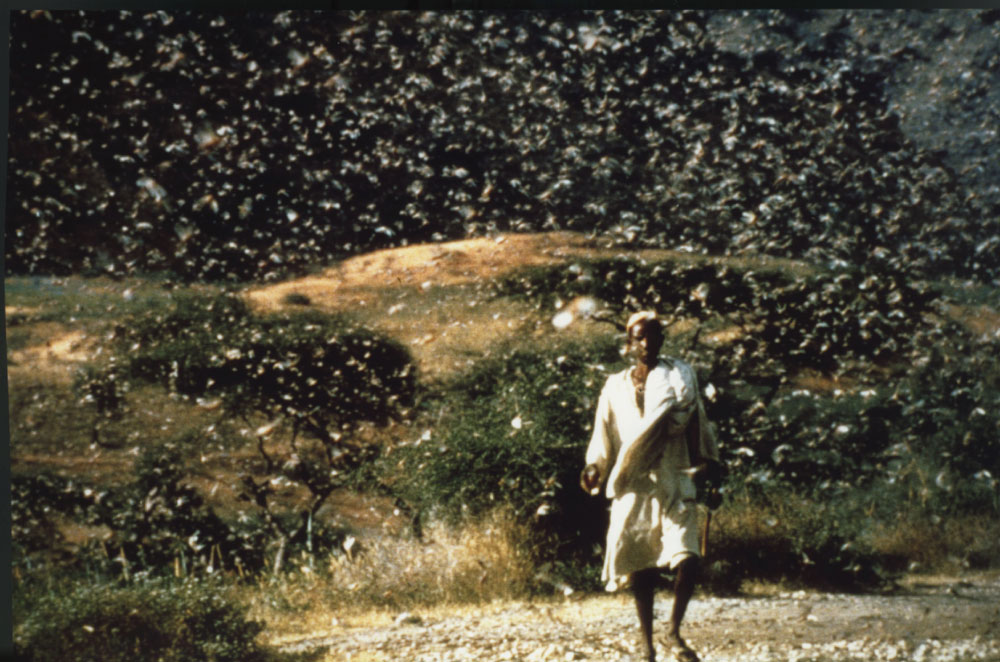 Locust swarms.