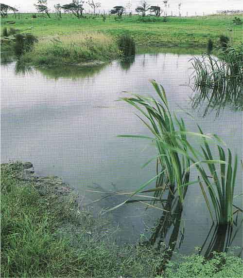 Wildlife pond as part of the Landscaping scheme.
